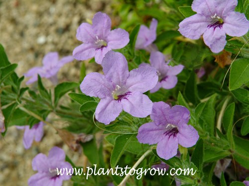 Wild Petunia (Ruellia humilis)
The 5 petaled lavender trumpet  shaped flower.
